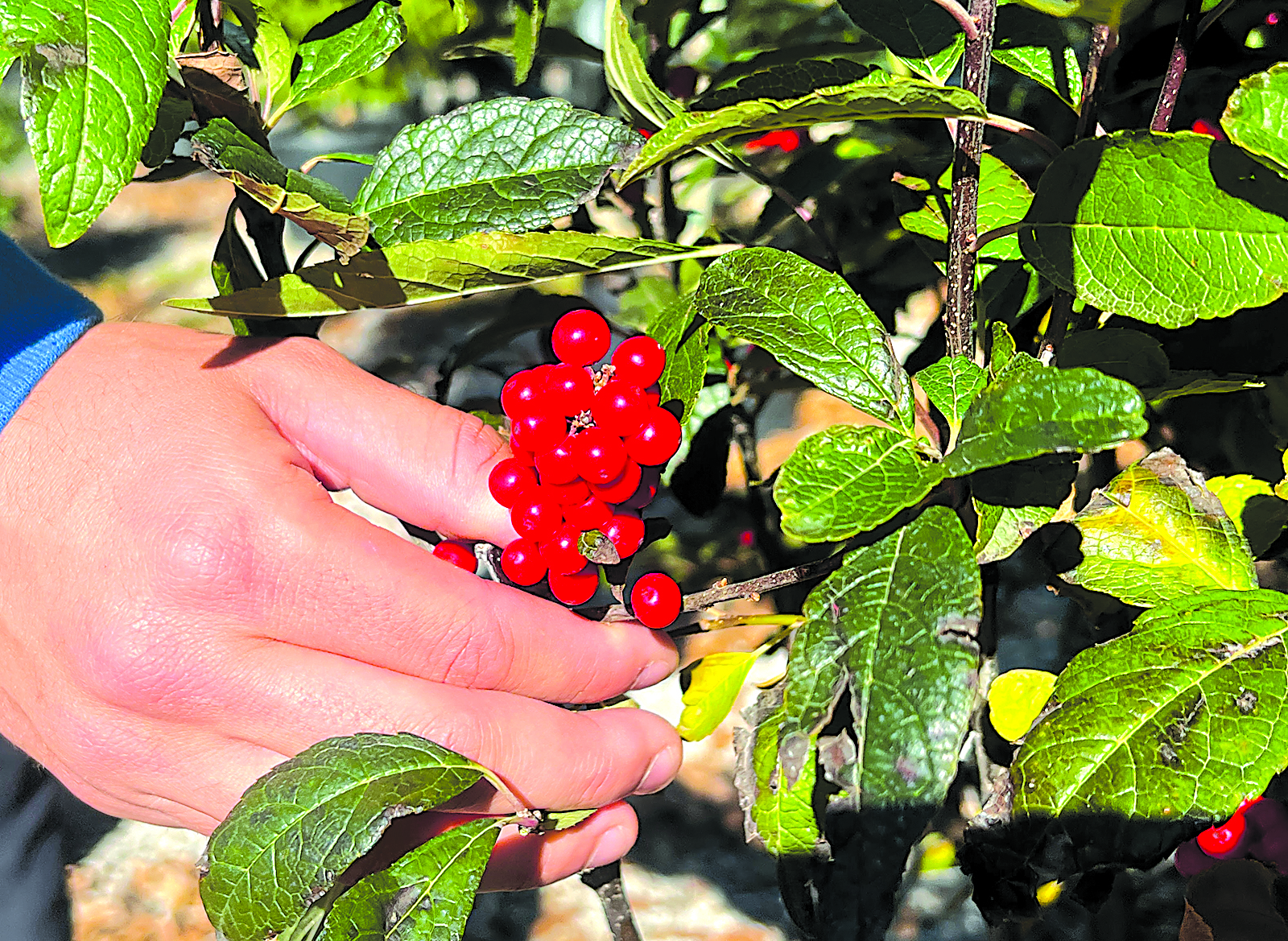 SOUTHWOOD NURSERY tree and shrub sales specialist Benjamin Wiesbrod displays the berries of a winterberry holly shrub. PHOTO BY KELLY J BOSTIAN / KJBOUTDOORS