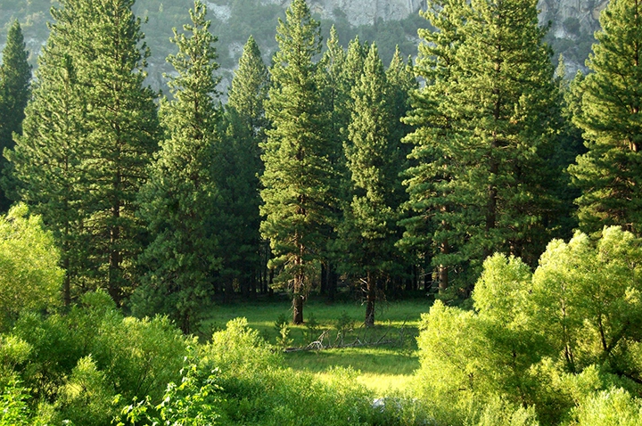 Can Trees Talk?