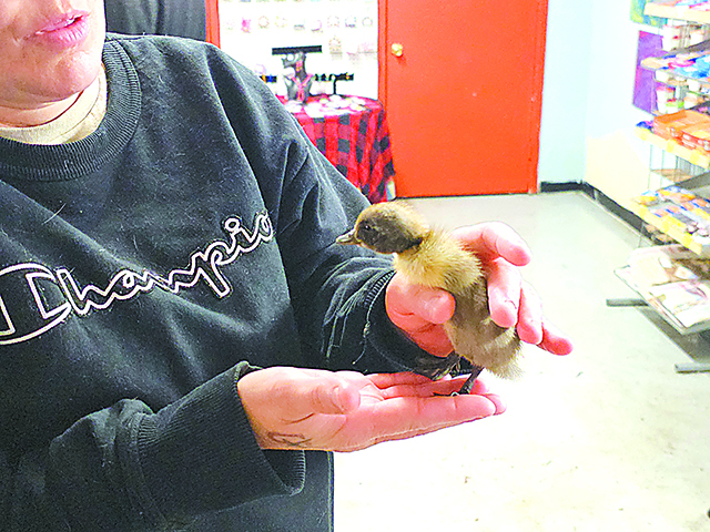 CHARLES BETZLER PHOTOS SHANNON COATS holds "Homie," one of the ducklings hatched in the incubator at the bait shop.