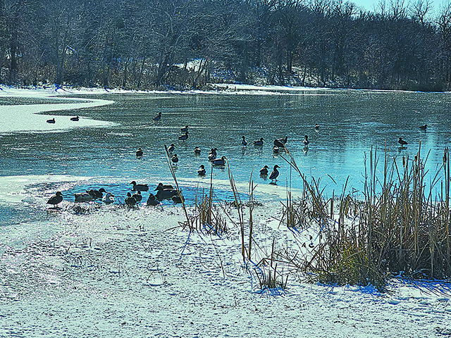 CHARLES BETZLER PHOTOS Ducks on Lake Sahoma.