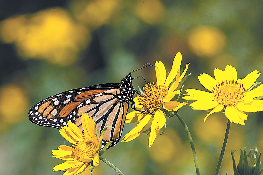 KELLY BOSTIAN PHOTOS A MONARCH BUTTERFLY on cowpen daisy, a native flower that is highly drought tolerant and blooms late into autumn.