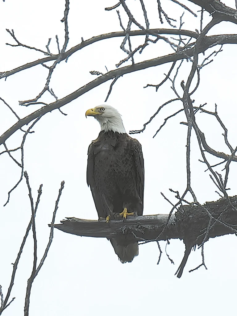 Lake Sahoma concessionaire Dustin Coats snapped a photo of this magnificent Bald Eagle near the Sahoma Bait Shop.