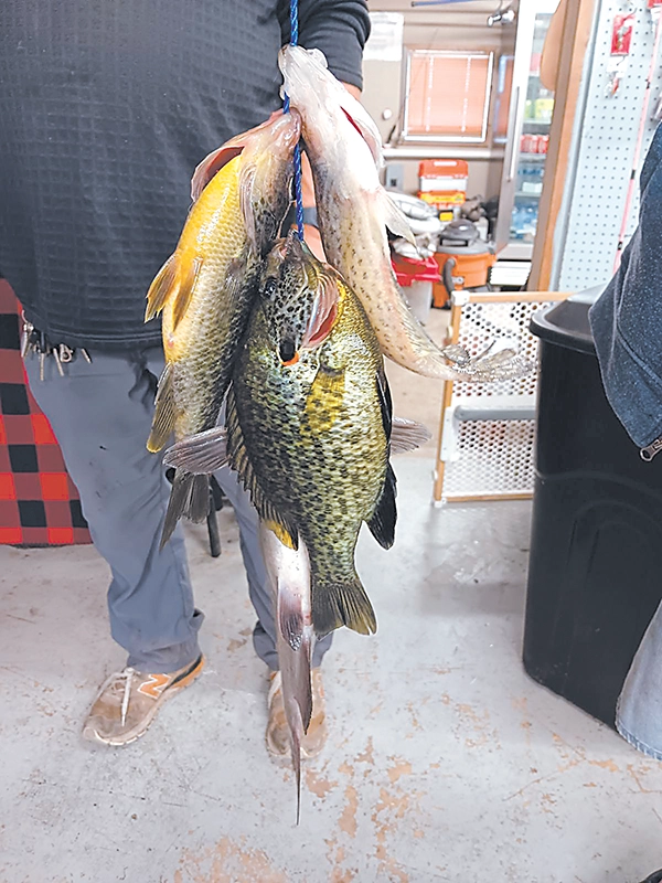 CHARLES BETZLER PHOTO
Recent haul of fish caught out at the lake.