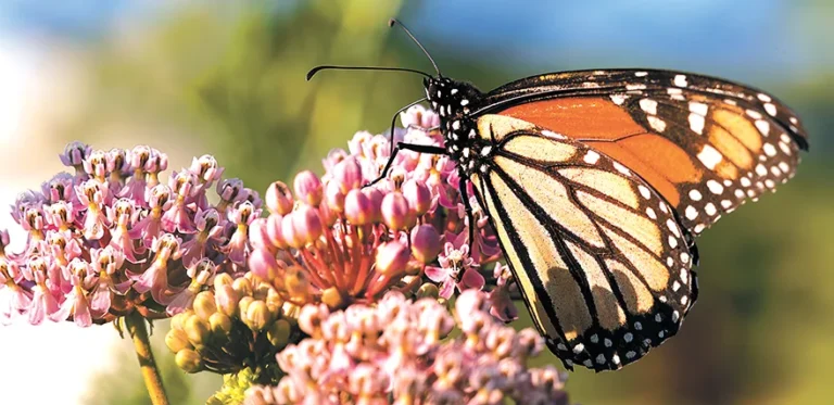 A monarch butterfly pulls nectar from swamp milkweed early on an August 2023 morning in
south Tulsa County. Photo by Kelly J Bostian / KJBOutdoors