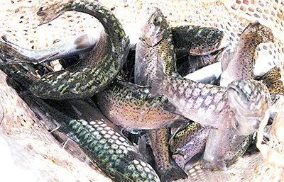 Rainbow trout splash and flop as they are pulled from a hatchery truck for a winter fish stocking
program