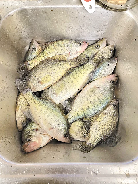 SUBMITTED PHOTO
THIS SINKFUL OF CRAPPIE weighing nearly 40 pounds was caught recently at Sahoma by
Dustin Coats.